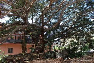 Ficus della Nazionale